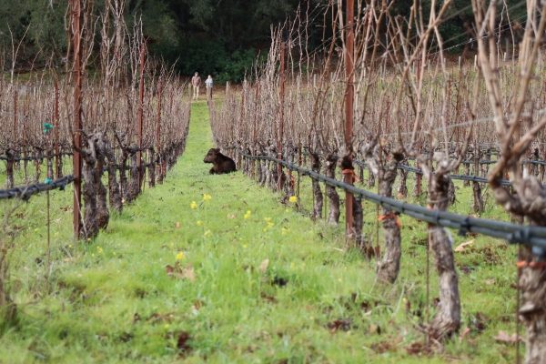 Calf in the vineyard