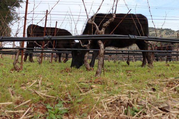 Cows in the vineyard