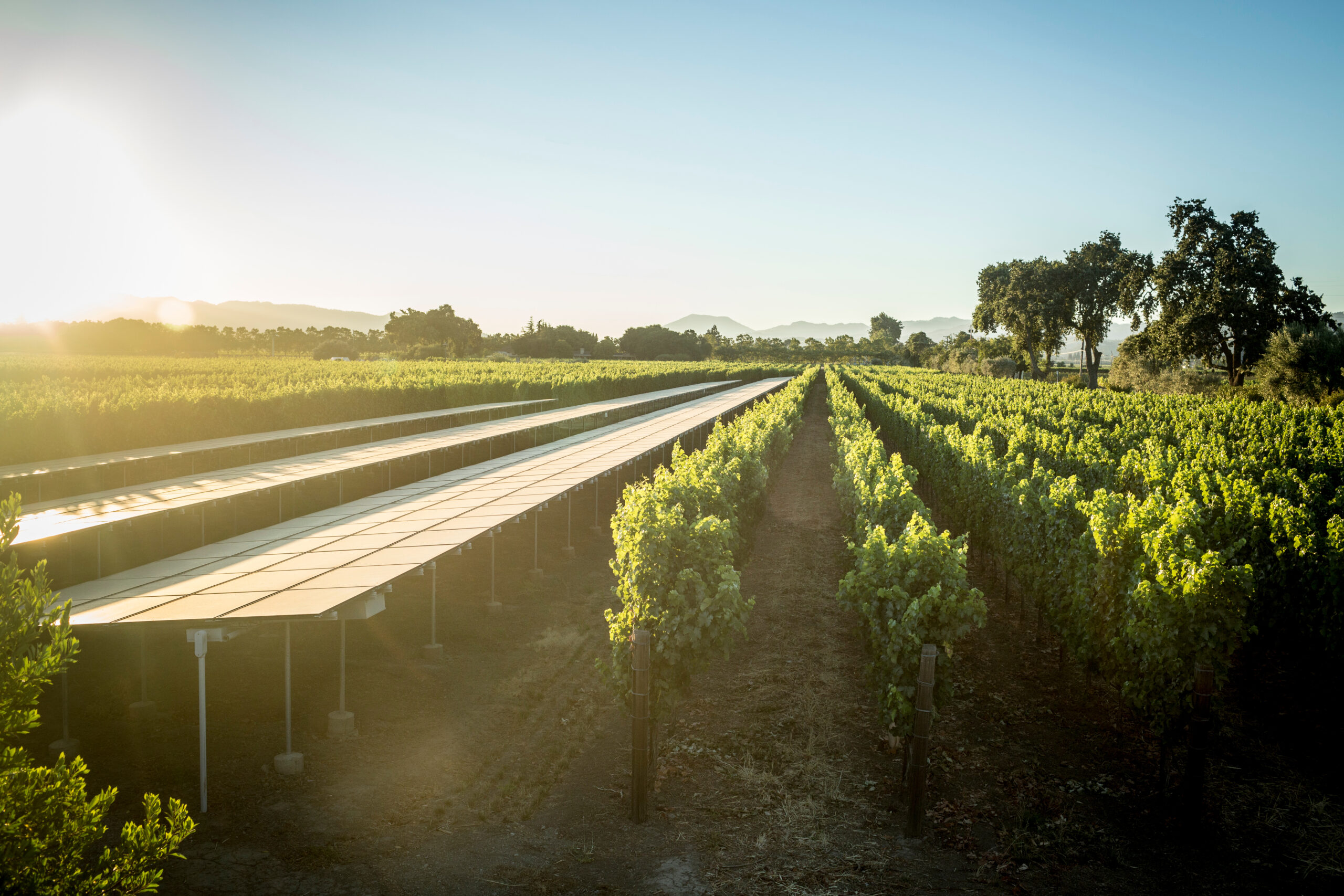 Napa Valley Goes Green
