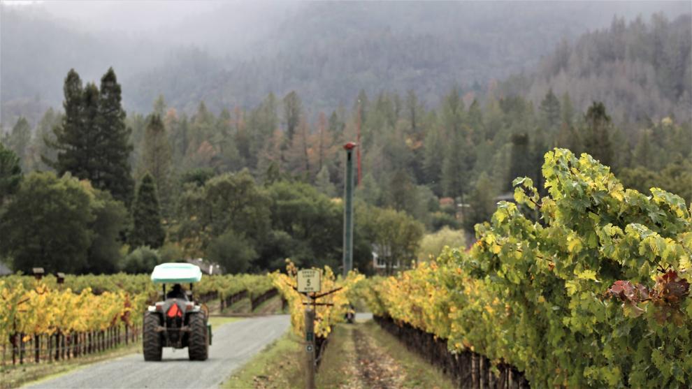 “Beyond organic” and the philosophy of biodynamic viticulture