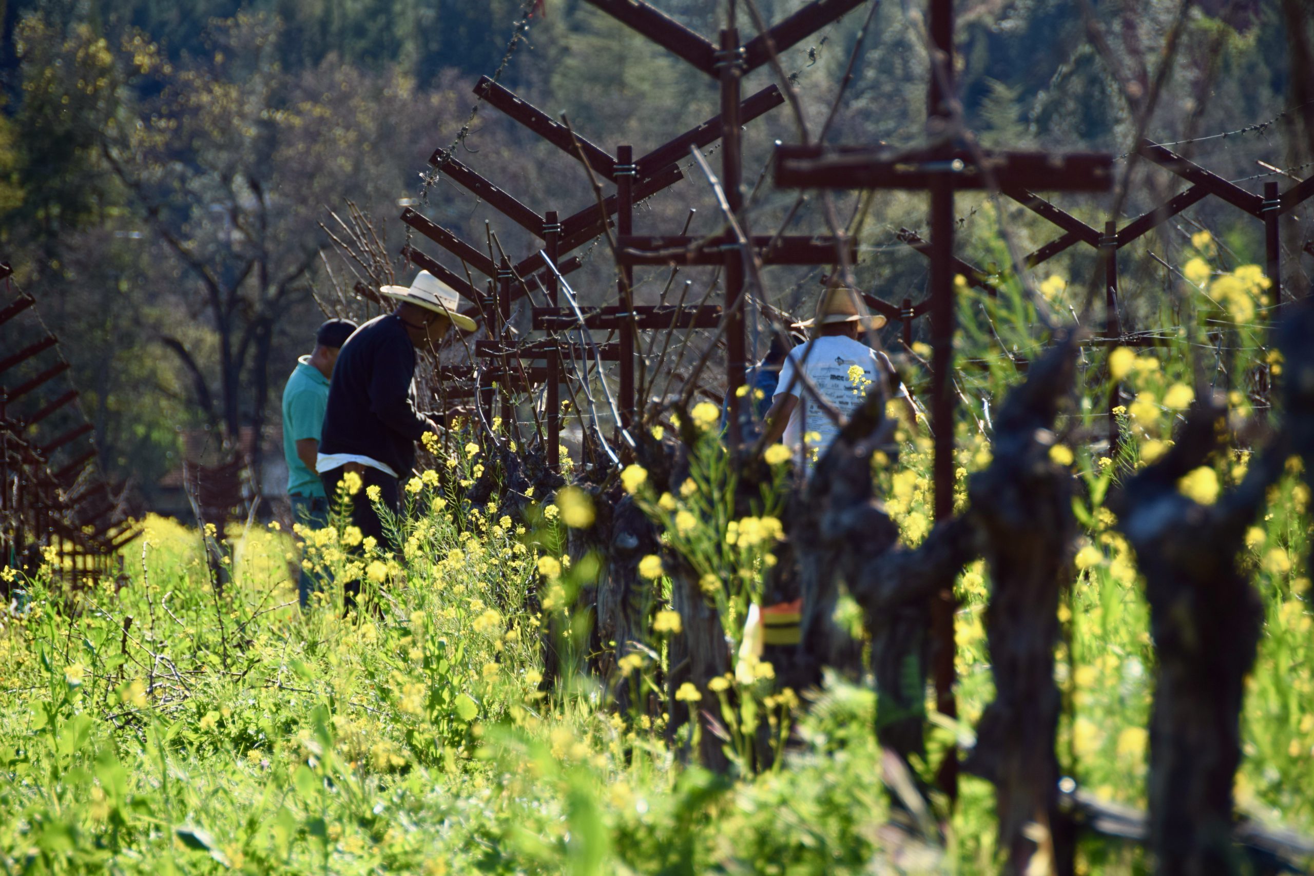 Napa Wineries Are Seeing Green