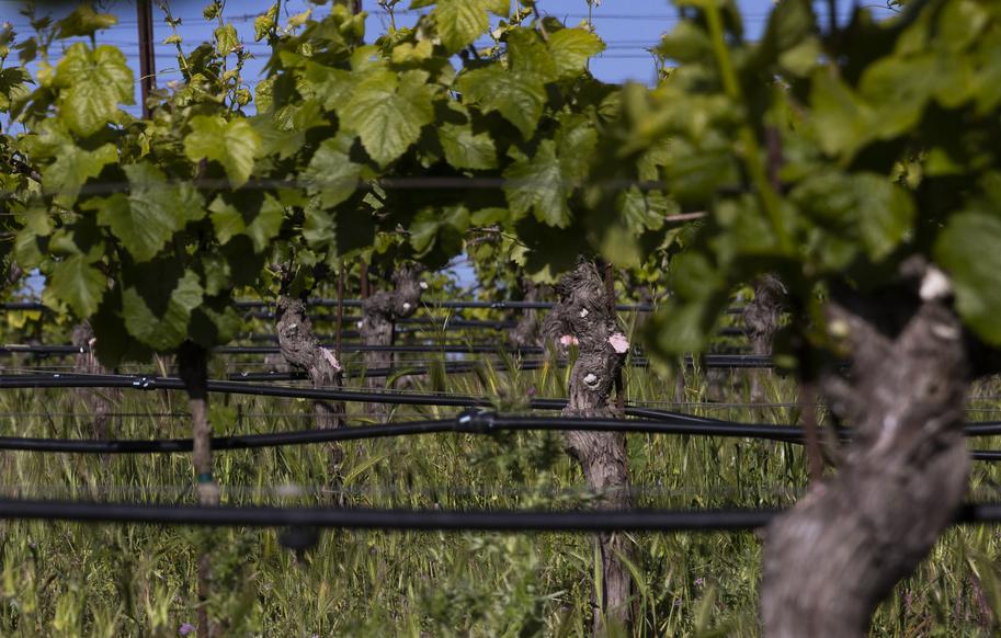 A drip irrigation system lines rows of vines at Keller Estate Vineyard in Petaluma, Calif. Monday, April 25, 2022. Vintner Ana Keller has installed pipelines to bring recycled water from a Petaluma water treatment plant, water that would otherwise be getting dumped in the river, to her vineyard's reservoirs. A few other vineyard owners in her neighborhood are using the water source as well.