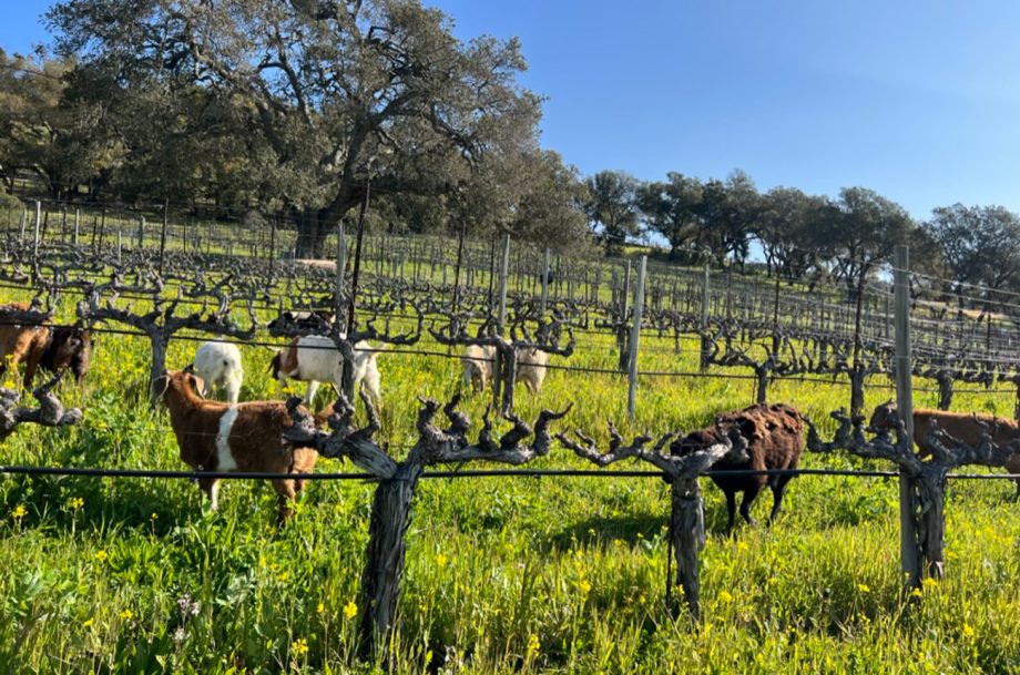 Napa sustainability certification body to require phaseout of Roundup