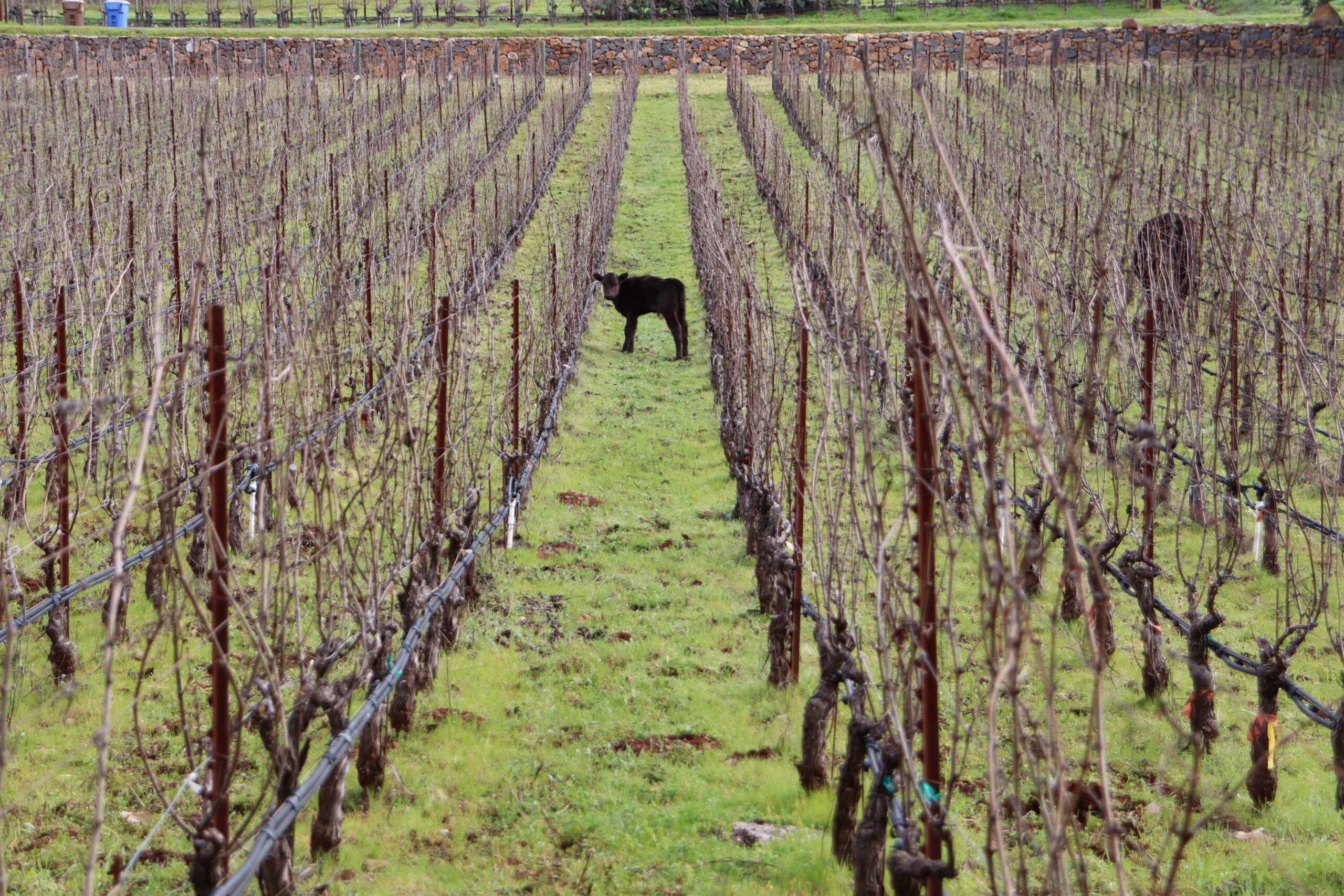 Moo-ve over sheep! Cows in the Vineyard