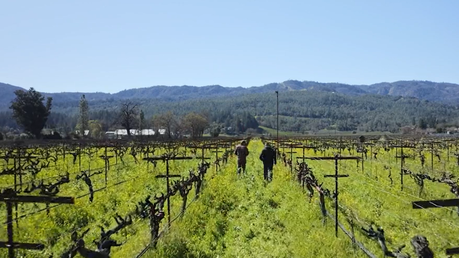 Lallemand Plant Care Products Provide Nature Based Solutions