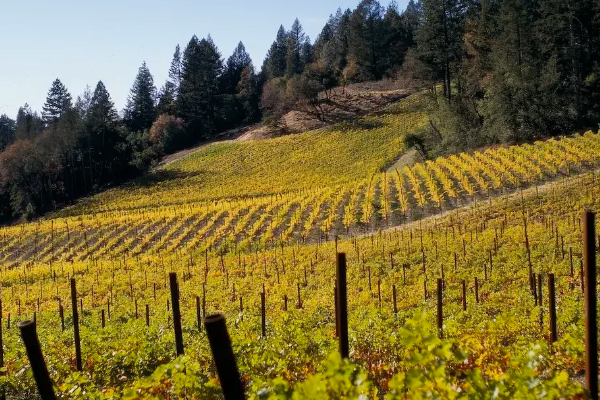 CADE-vineyard