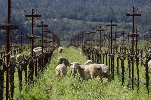 Corison-Sheep-header-2-scaled